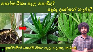 ඉක්මනින් කෝමාරිකා පැල ලොකුකරගමු  How to grow Aloe Vera in Sinhala [upl. by Jeanne]