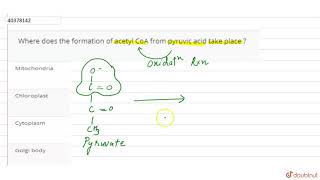 Where does the formation of acetyl CoA from pyruvic acid take place [upl. by Oirevlis]