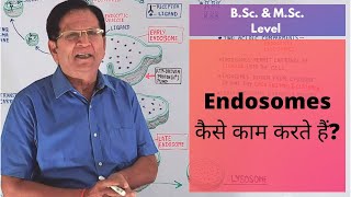 What Are Endosomes  BSc amp MSc Level [upl. by Quenna]