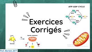 Exercices ATP amp MUSCLE Partie 7 🔥🔥 2bac SVT  2 bac PC [upl. by Eeneg]