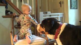 Greater Swiss Mountain Dog Charlie  Teased by child [upl. by Langley]