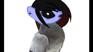 Annoying pigeon Original MEME [upl. by Sibie]