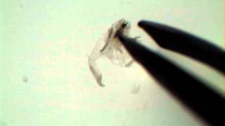 Drosophila Salivary Gland Dissection [upl. by Ghassan442]