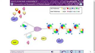 NUCLEOSOME ASSEMBLY [upl. by Lesslie]