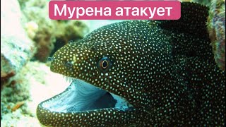 Мурена и рыба Фугу и другие обитатели Красного моря Matveivputi [upl. by Ayitahs]