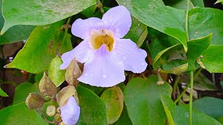 How to propagate the Thunbergia GrandifloraBengal Clock VineNeel Lota in Bengali [upl. by Saravat1]