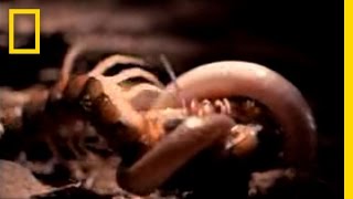 Centipede vs Snake  National Geographic [upl. by Perusse]