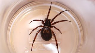 False widow spiders what you need to know [upl. by Tedda]