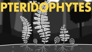 Pteridophytes Class 11  Life cycle of Pteridophytes ANIMATION  Plant Kingdom Class 11  NEET [upl. by Jennifer]