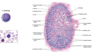 HISTOLOGY Lymphoid Tissue  Lymph Node  ANATOMY [upl. by Einahpetse414]