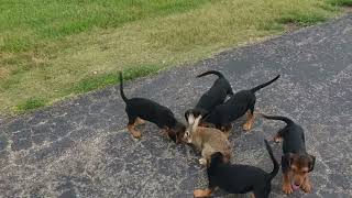 How To Train Beagle Puppies For Rabbit Hunting [upl. by Latvina]