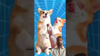 Dog cartoon 🐈‍⬛ dog dogdance funny doggydance pets doglover puppy cat navratrakikahani [upl. by Rumpf]