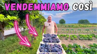 VENDEMMIA la PIGIATURA e DIRASPATURA dellUVA [upl. by Hcelemile841]