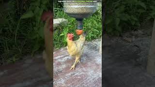 अब मुर्गियों को दाना डालने की जरूरत नहीं 🐔 [upl. by Margie72]