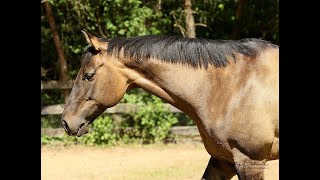 Meet Sven  the tree kicking farting on dogs Quarter Horse Grulla [upl. by Courtenay]