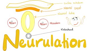 Embryology of Nervous System  Neurulation  Neural Tube amp Neural Crest [upl. by Vikki]