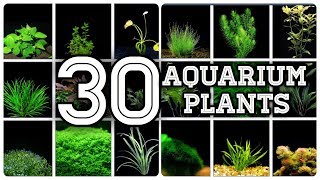 A Detail About 30 Amazing Aquarium plants  Tamil [upl. by Dabney109]