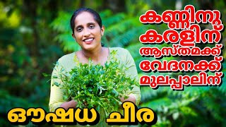 ഔഷധച്ചീര Ponnanganni Cheera recipe Malayalam The golden plant  Immunity Booster [upl. by Annocahs]