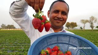 Strawberry  Strawberry Farm In My Village  Mubashir Saddique  Village Food Secrets [upl. by Ver]