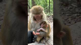 It’s a heartpounding feeling Wild animals are up close Monkeys Fantastic animals on Douyin [upl. by Bellanca]