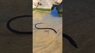 Deadly Yellowbellied sea snake [upl. by Ardnoed335]