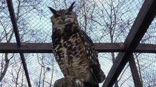 Uhus beobachtet im Vogelpark Niendorf bei unserer Philosophische Bildwanderung Hemmelsdorfer See [upl. by Airahcaz]