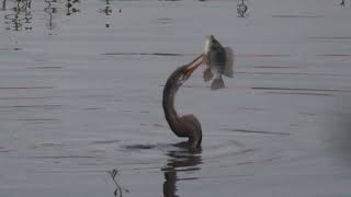 Oriental darter tossing a fish birds fishing [upl. by Abebi]