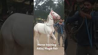 Horse TrainingAkluj Horse Fair Pandharpur Maharashtra [upl. by Mirabella]