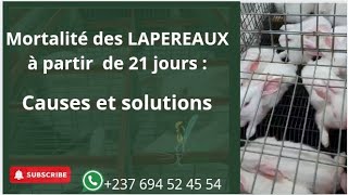 CAUSES ET SOLUTION DE LA MORTALITÉ DES LAPEREAUX À PARTIR DE 21 JOURS lapin cuniculture rabbit [upl. by Namia]