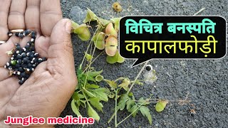 विचित्र वनस्पति कापालफोडी की पहचान और फायदेCardiospermum halicacabum [upl. by Akeirahs]