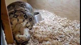 large boa constrictor rabbit feeding [upl. by Ruhl]