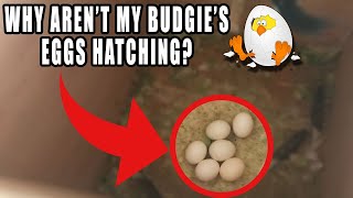 Why arent my budgies eggs hatching [upl. by Arihsan412]