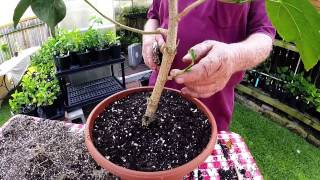 Repotting Hibiscus [upl. by Fuchs823]