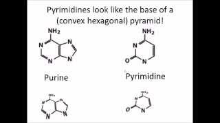 How to Remember DNA and RNA Nucleotides and their Structure [upl. by Aubry]