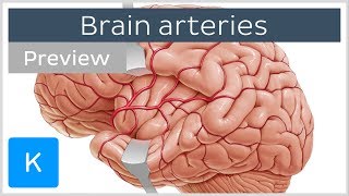 Arteries of the brain lateral and medial views preview  Human Neuroanatomy  Kenhub [upl. by Assilla879]