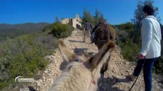 CHRONIQUES MEDITERRANEENNES version courte  LUBERON les ânes de Cucuron [upl. by Franklyn613]