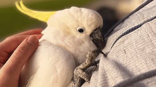 Neglected cockatoo melts when he meets a loving family [upl. by Yelrah826]