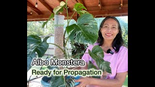 Albo Monstera Ready to Propagate [upl. by Artied]