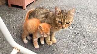 Hungry kitten insists on sucking milk from mother cat very cute [upl. by Larisa]