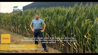 What needs to be considered during the Maize harvest 2019  JOSILAC [upl. by Paz312]