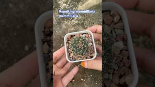 mammillaria mammillaris [upl. by Dobb]