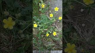 Hoary Cinquefoil Silver Cinquefoil Silvery Cinquefoil SilverLeaf Cinquefoil Potentilla Argentea [upl. by Swartz113]