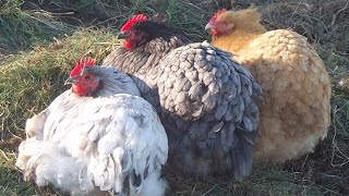 The Best Chicken Breeds For Beginners [upl. by Karena]