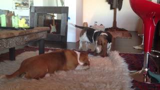 Basset Hounds Putter and Birdie unprovoked howling fest [upl. by Sadinoel557]