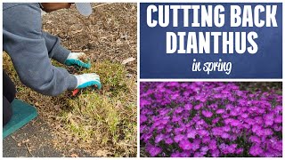 How To Prune Dianthus in Spring 🌺✂️ Dianthus Plant Care [upl. by Inhoj]