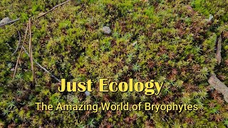 The Amazing World of Bryophytes [upl. by Kirsti]