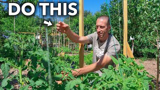 This Clever Technique of Trellising Tomatoes Will Change Your Life [upl. by Cressy247]