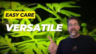 The Best Water Sprite Care Tips for Lush Growth [upl. by Ailati]