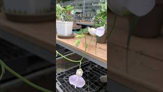 뿌리로 벌레 잡는 식충식물을 아시나요 땅귀개 레니포미스🤍Utricularia Reniformis carnivorousplants 食虫植物 [upl. by Jarlen390]