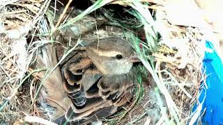 Nesting hatching and full growth of sparrows [upl. by Ettennor]